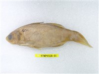 藏品(六絲馬鮁魚)的圖片